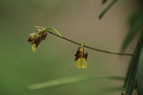 Endocharis Oncidium