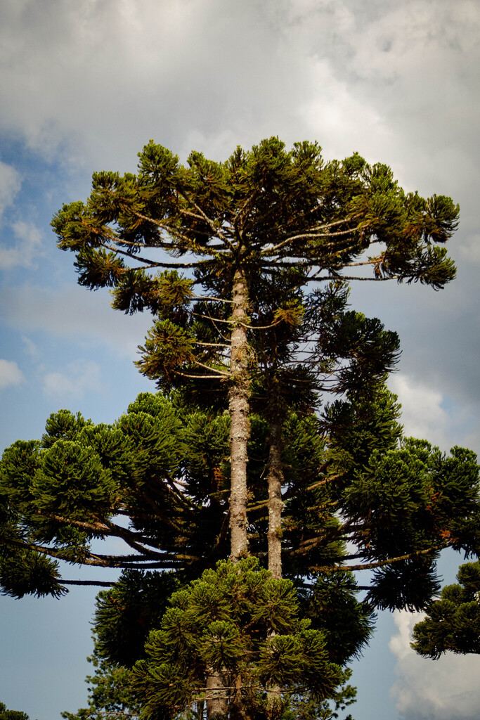 Parana pine (Araucaria angustifolia)