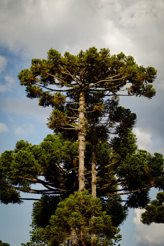 Araucaria angustifolia