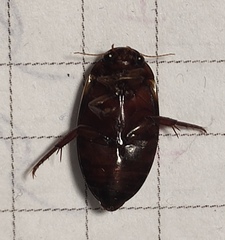 Ilybius fuliginosus