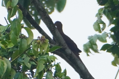 Sultan's Cuckoo-Dove (Macropygia doreya), photo 2