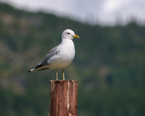 Common Gull