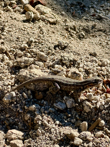 iNaturalist observation photo of Common Sagebrush Lizard