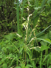 Sphenopholis pensylvanica