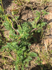 Acaena pinnatifida californica