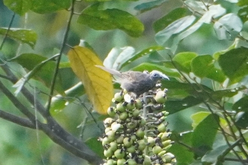 White-streaked Friarbird (Melitograis gilolensis), photo 2