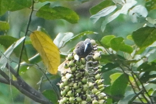 White-streaked Friarbird (Melitograis gilolensis), photo 3