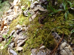Luzula acuminata carolinae