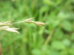 Sphenopholis pensylvanica