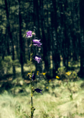 Penstemon gentianoides, photograph author not stated, no rights reserved