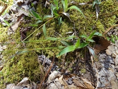 Luzula acuminata carolinae