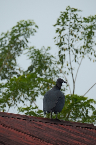 Black Vulture
