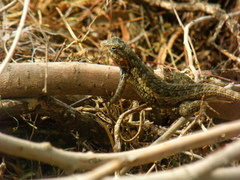 Sceloporus spinosus
