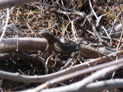 Sceloporus spinosus