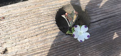 Nemophila maculata