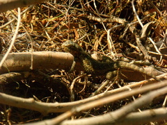 Sceloporus spinosus