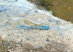 Argia anceps