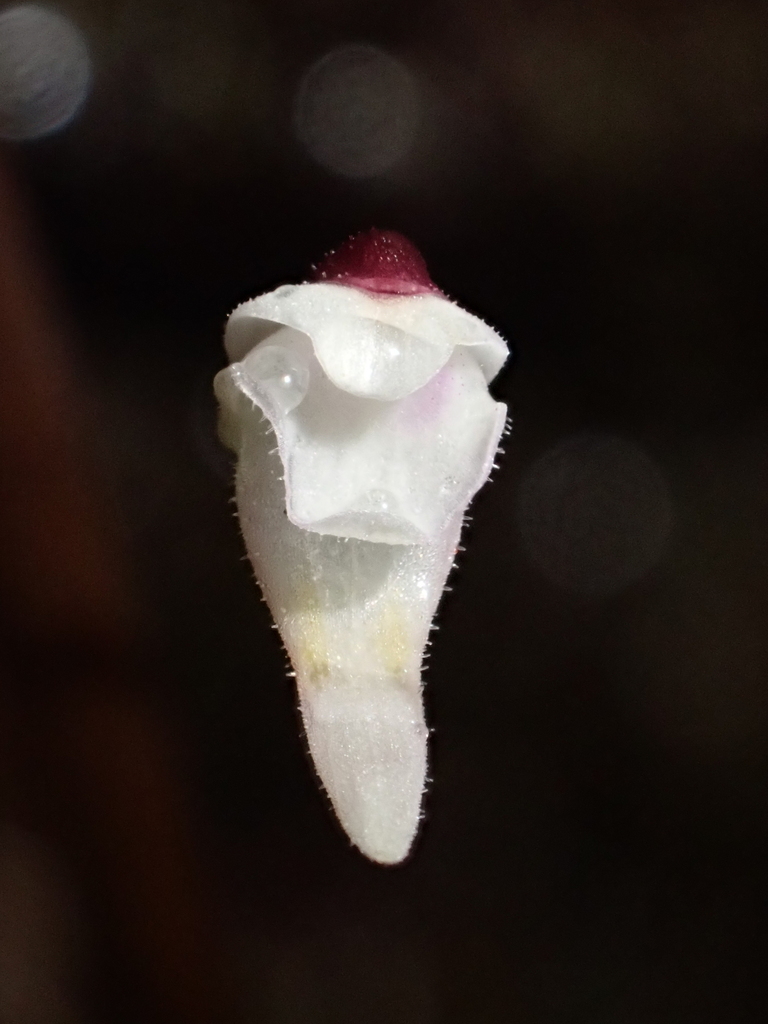 Utricularia hirtella