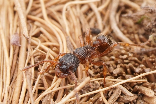 Myrmica transsibiricaMyrmica transsibirica