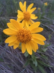 Arnica fulgens