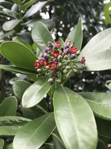 Canella winterana image
