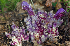 Lathraea clandestina