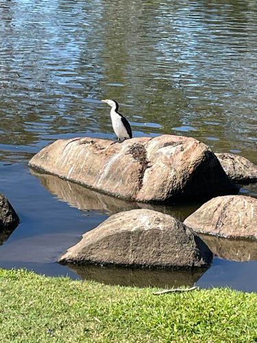 Little Pied Cormorant