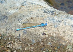 Argia anceps