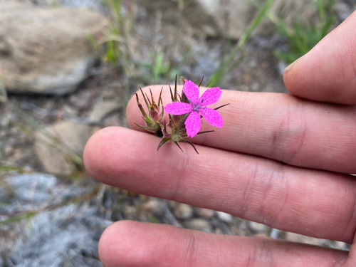Dianthus armeria observed 2026-08-03
