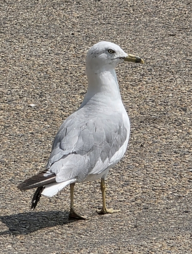Ring-billed Gull