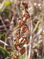 Spiranthes magnicamporum
