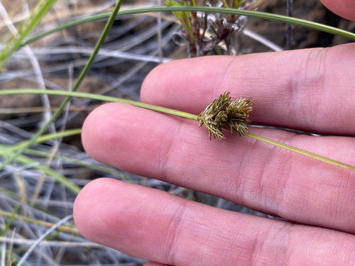 Carex subfusca observed 2026-08-03