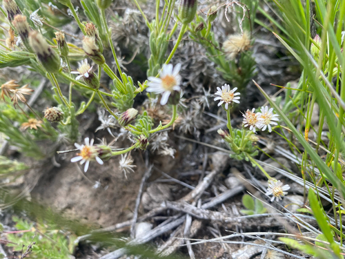 Tetramolopium humile observed 2026-08-03