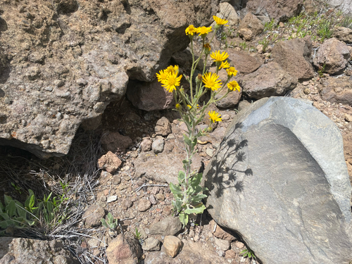 Heterotheca grandiflora observed 2026-08-03