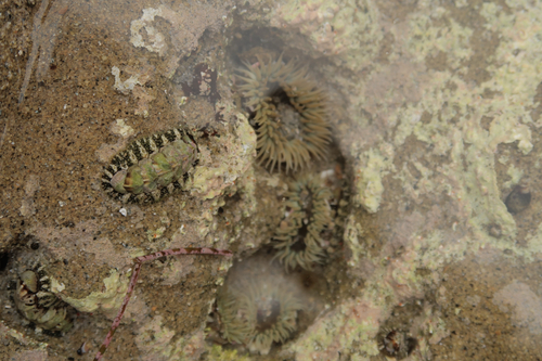 Nuttallina fluxa, 2026-06-13