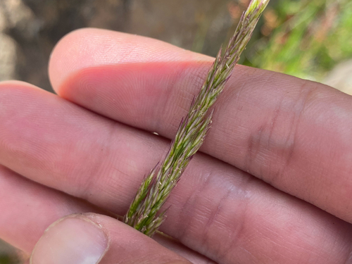 Agrostis sandwicensis observed 2026-08-03