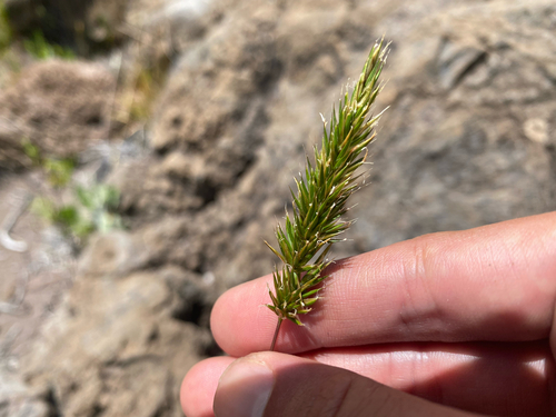 Anthoxanthum odoratum observed 2026-08-03