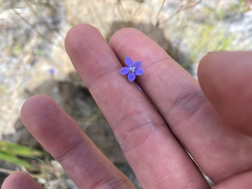 Wahlenbergia gracilis observed 2026-08-03