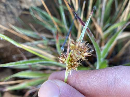 Luzula hawaiiensis observed 2026-08-03