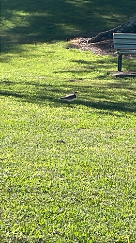 Masked Lapwing