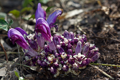 Lathraea clandestina