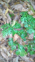 Selaginellaceae
