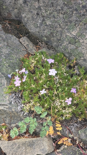 Phlox diffusa, photograph 1
