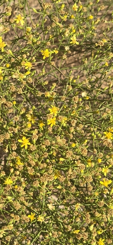 Gutierrezia californica, photograph 6