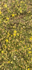 Gutierrezia californica, photograph (c) Jonas Katona, some rights reserved (CC BY)