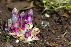 Lathraea clandestina