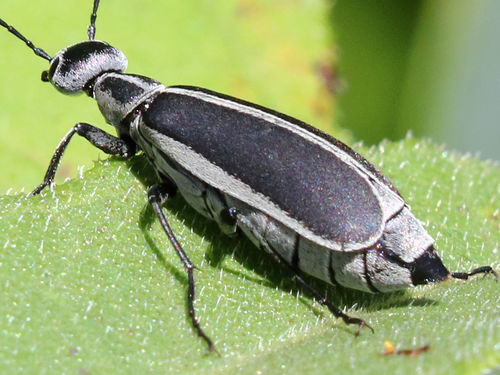 Margined Blister Beetle photo 4