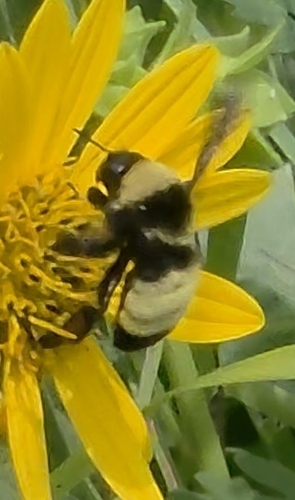 American Bumble Bee