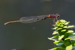 Enallagma dubium