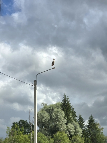White Stork